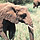 Pride of Africa