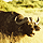 Kruger Safari