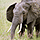 Hwange Conservation Project