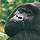 Gorillas and Game