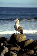 Some inhabitants of the Galapagos Islands